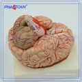 ПНТ-0611 Расширенный анатомическая модель мозга, модель мозга в 3D 